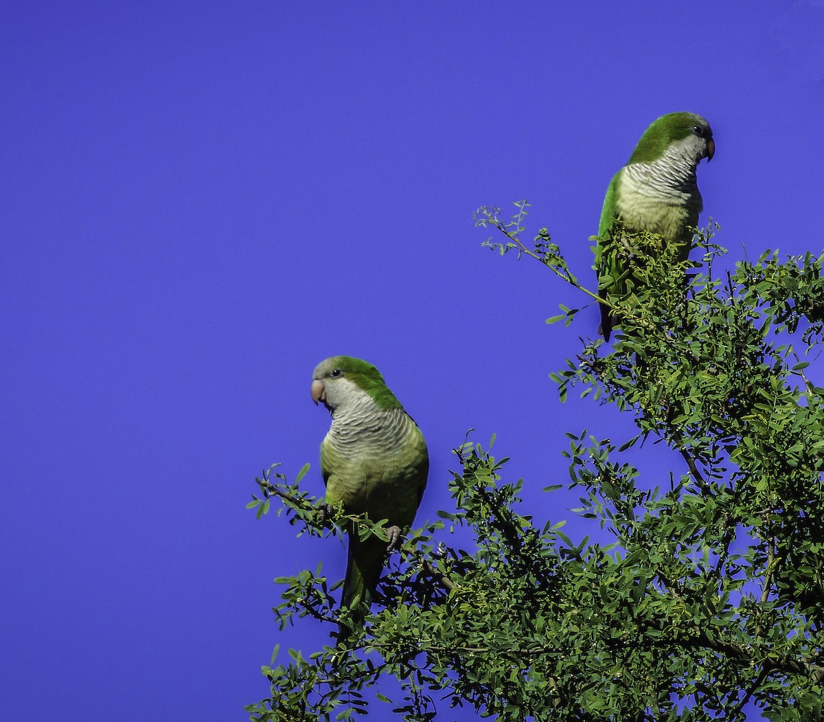 Monk Parakeet - ML77839741