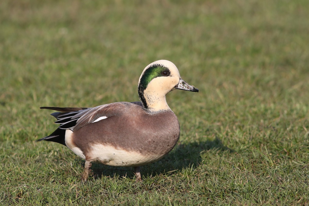 American Wigeon - Joshua  Glant