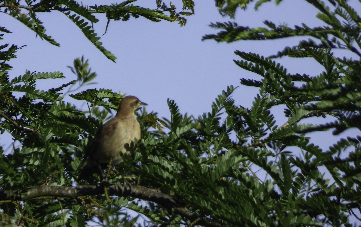 Rufous Hornero - ML77841751