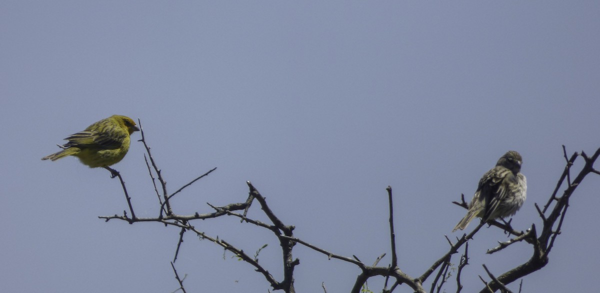 Saffron Finch - Rafael Brunetto