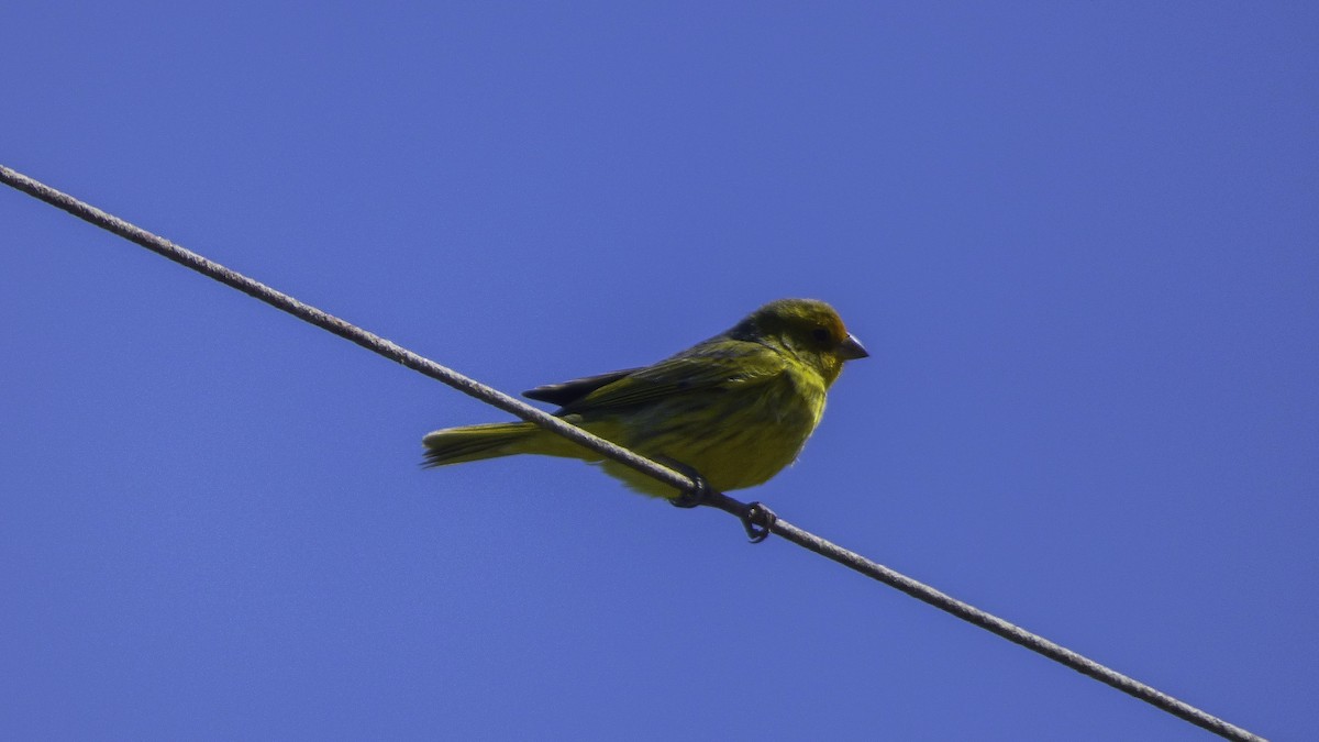 Saffron Finch - Rafael Brunetto