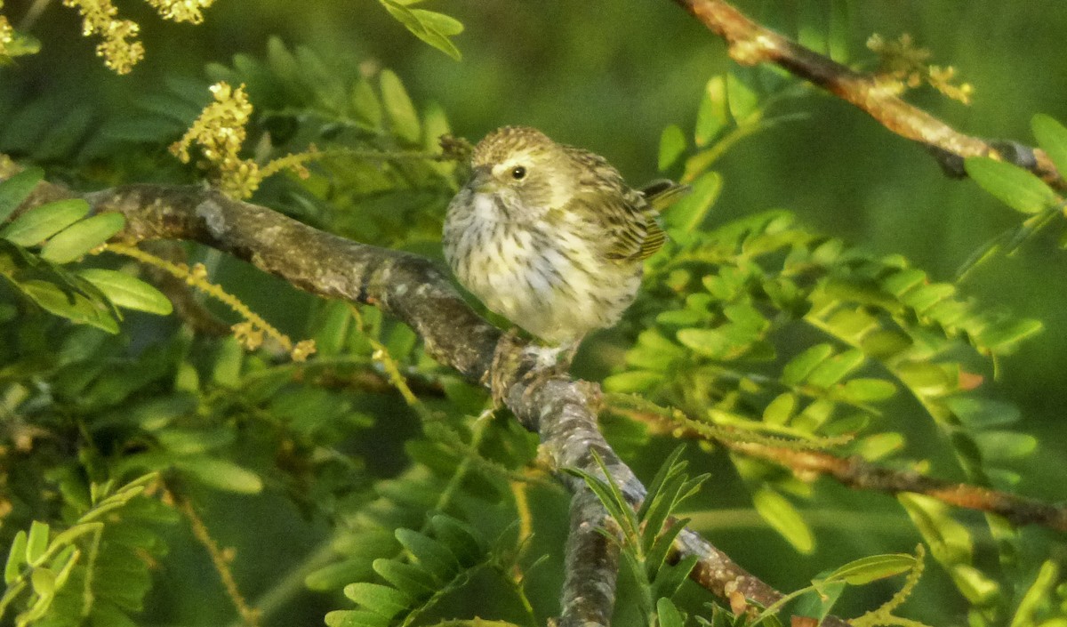 Saffron Finch - ML77843091