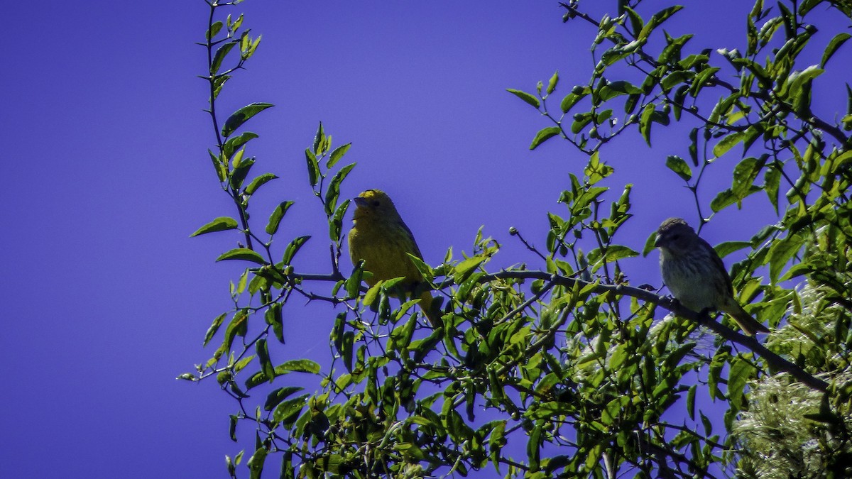 Saffron Finch - Rafael Brunetto