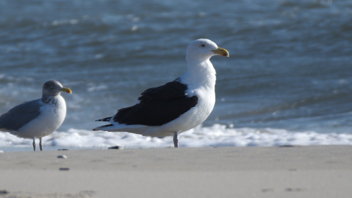 Great Black-backed Gull - M B