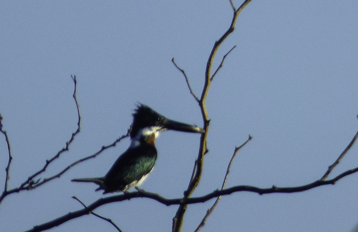 Martin-pêcheur d'Amazonie - ML77843481