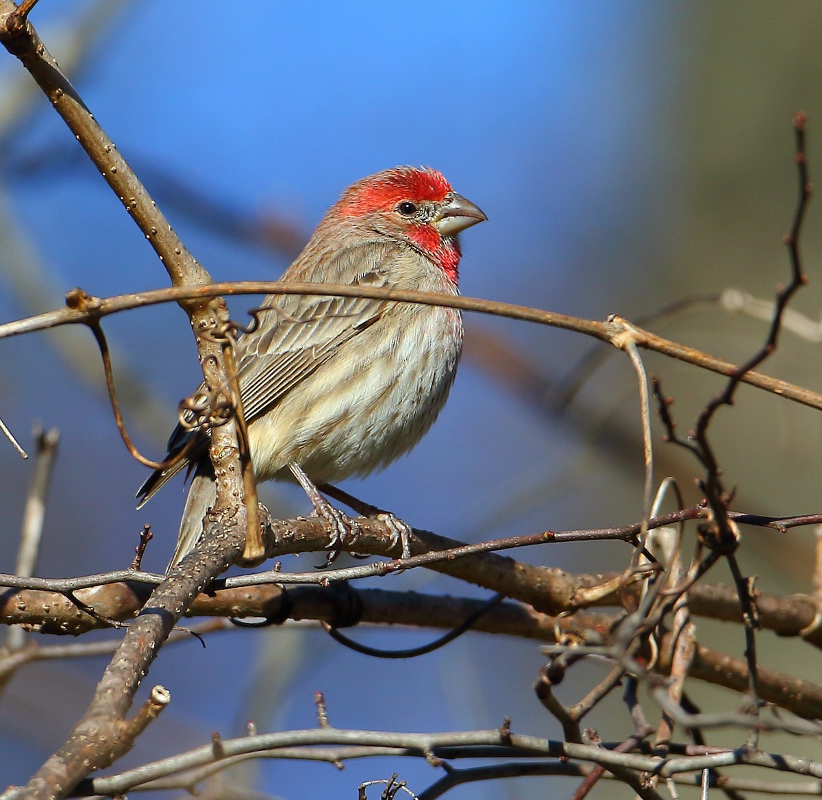 House Finch - ML77843561