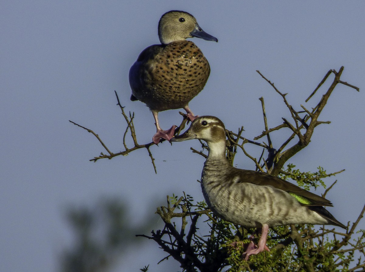 Ringed Teal - ML77845221