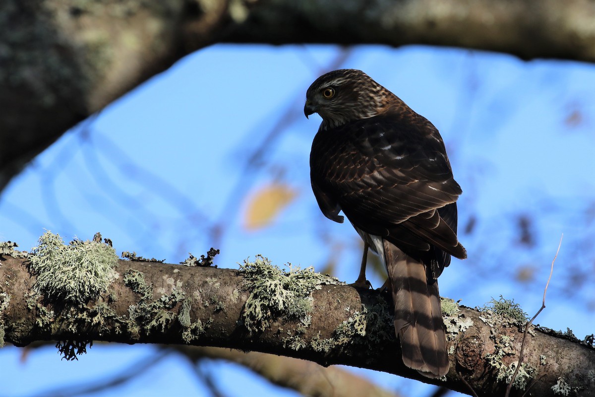 Sharp-shinned Hawk (Northern) - ML77845461