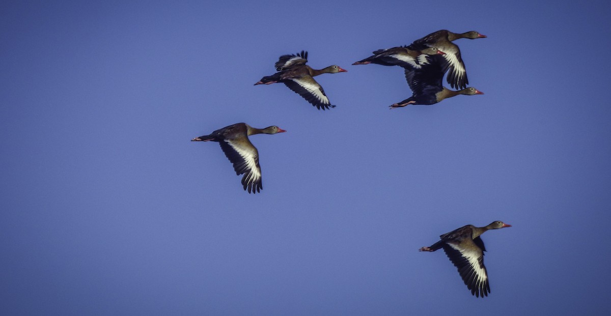 Dendrocygne à ventre noir - ML77845671