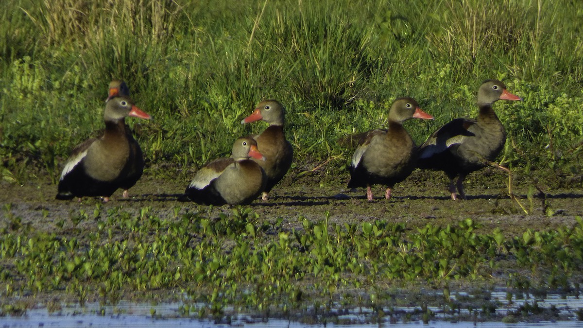 Black-bellied Whistling-Duck - ML77845681