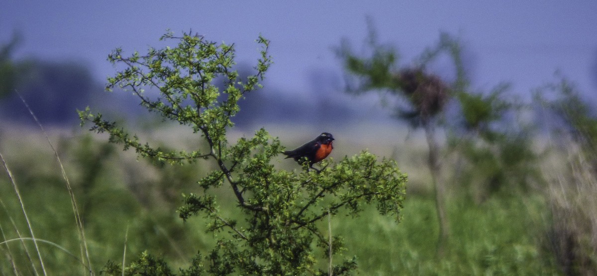 White-browed Meadowlark - Rafael Brunetto