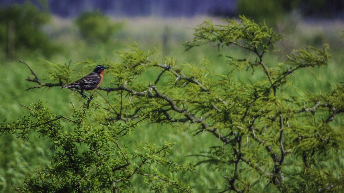 White-browed Meadowlark - ML77845971