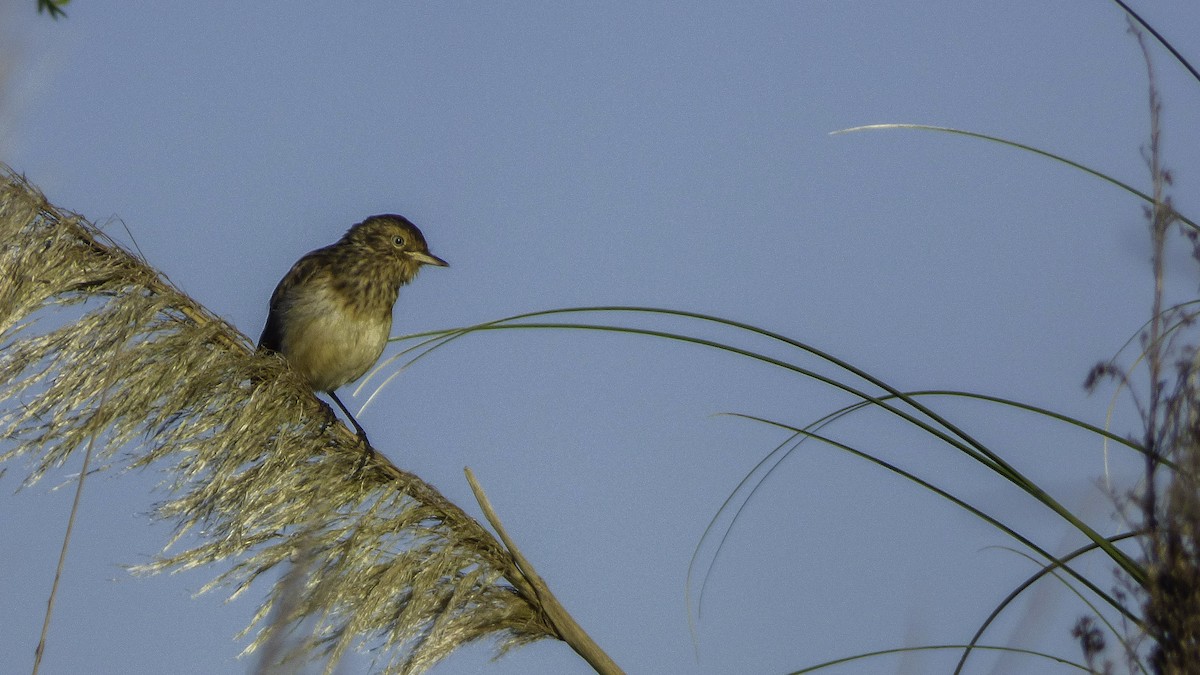 Spectacled Tyrant - ML77846261