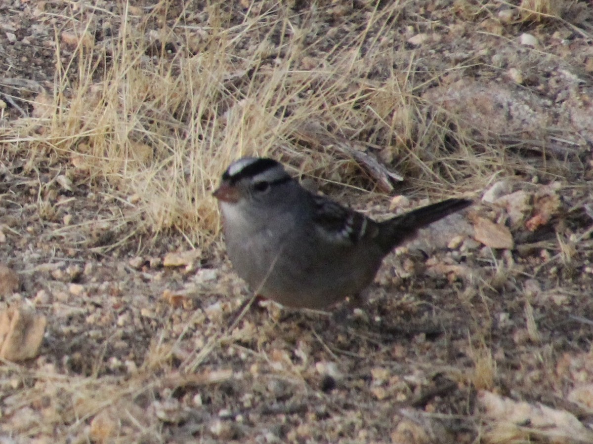 White-crowned Sparrow - ML77846391