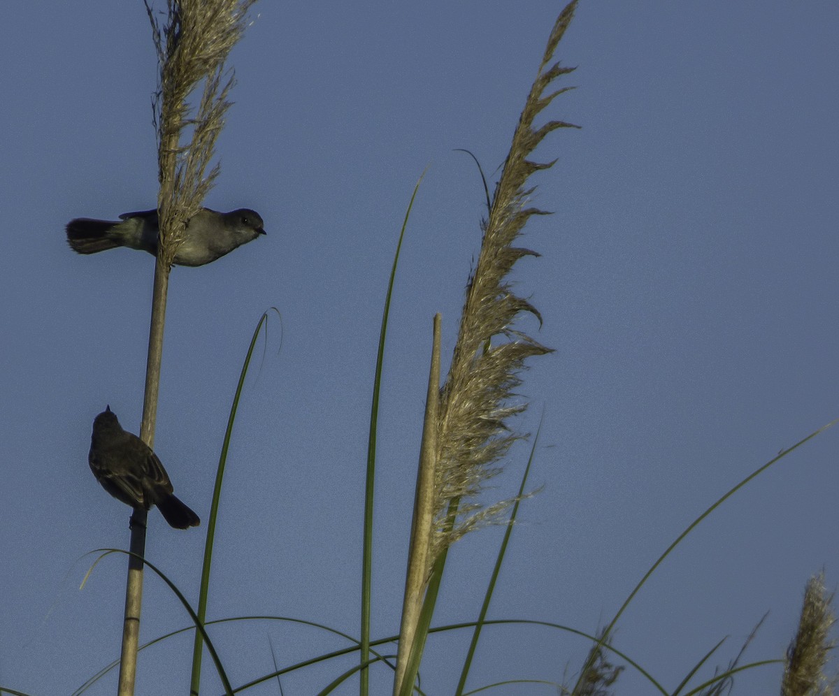 Sooty Tyrannulet - ML77847001