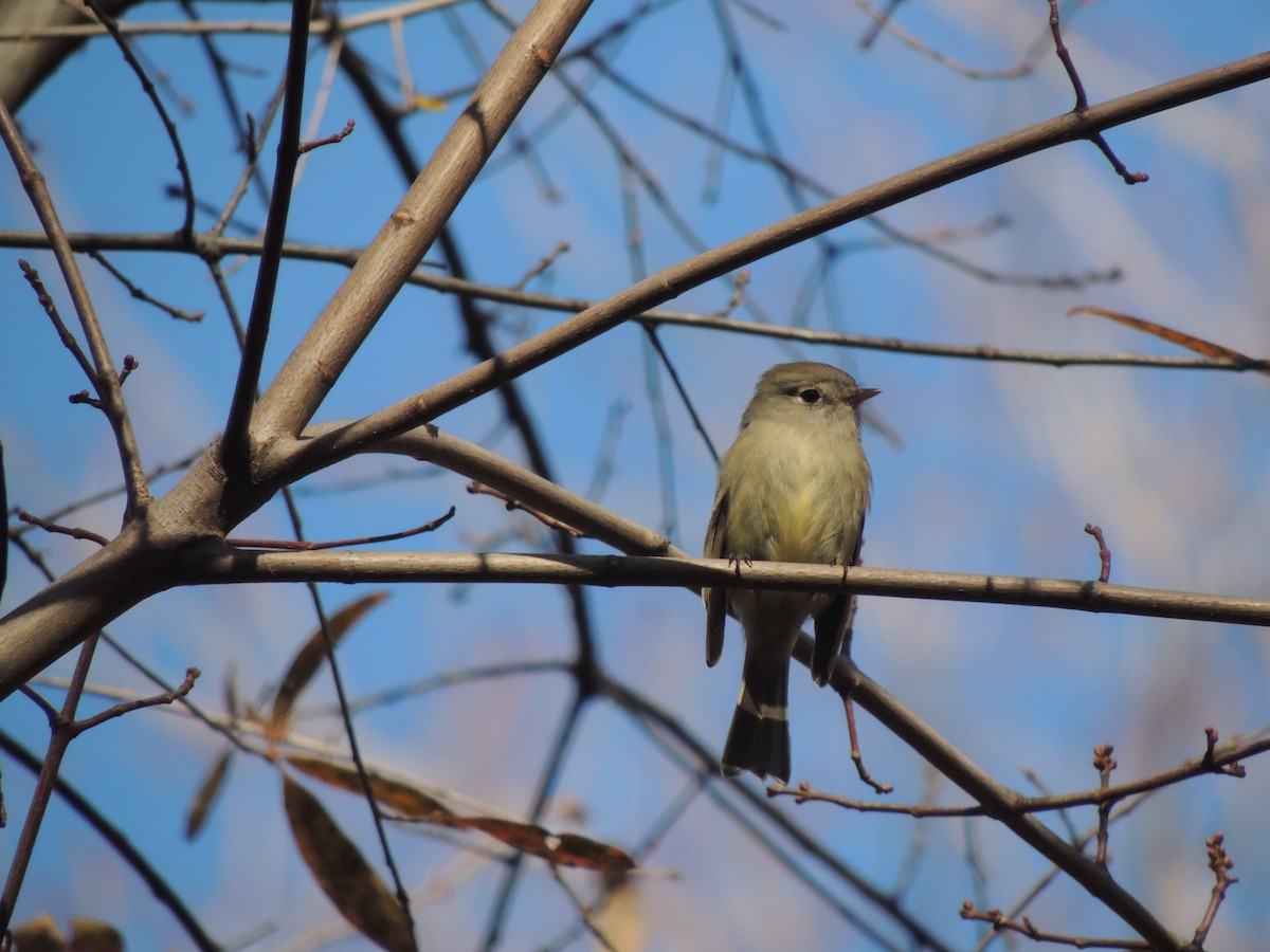 Hammond's Flycatcher - ML77847501