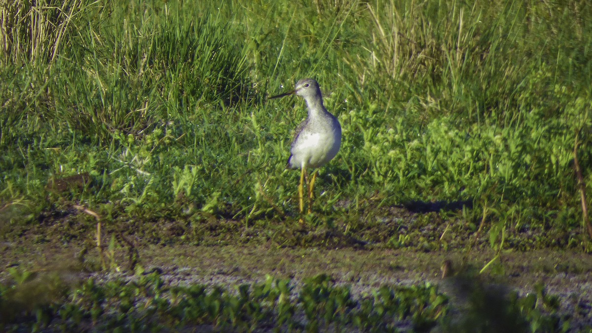 Greater Yellowlegs - ML77847681