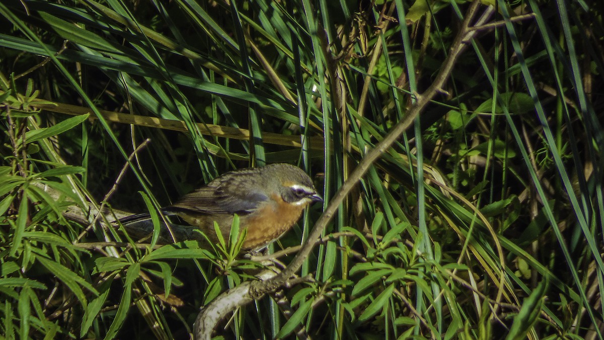 Black-and-rufous Warbling Finch - Rafael Brunetto