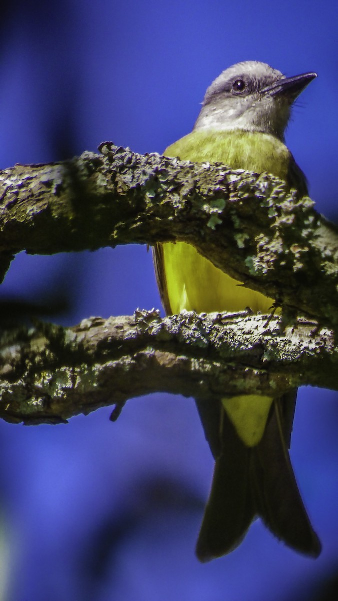 Tropical Kingbird - ML77848691