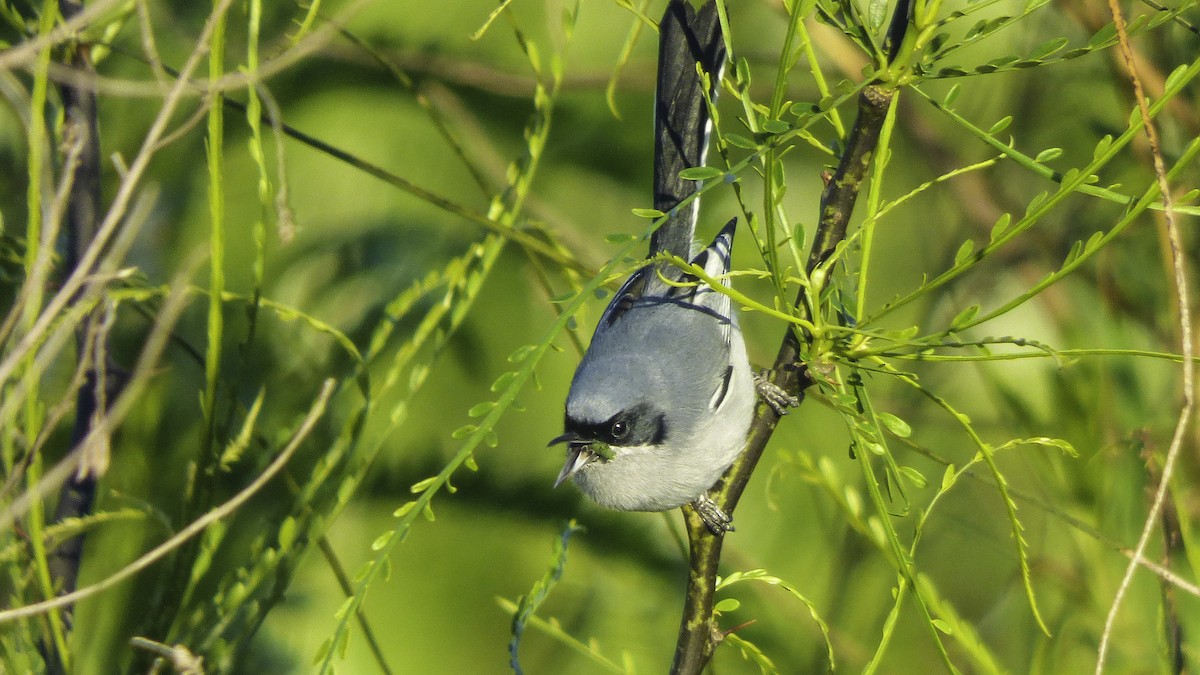 Gobemoucheron masqué - ML77848921