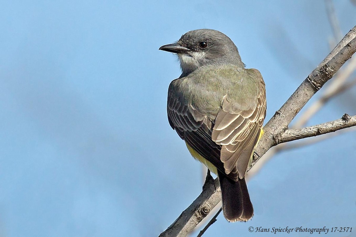 Cassin's Kingbird - Hans Spiecker