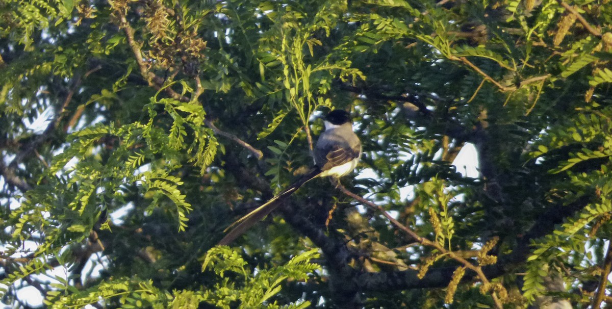 Fork-tailed Flycatcher - ML77849101