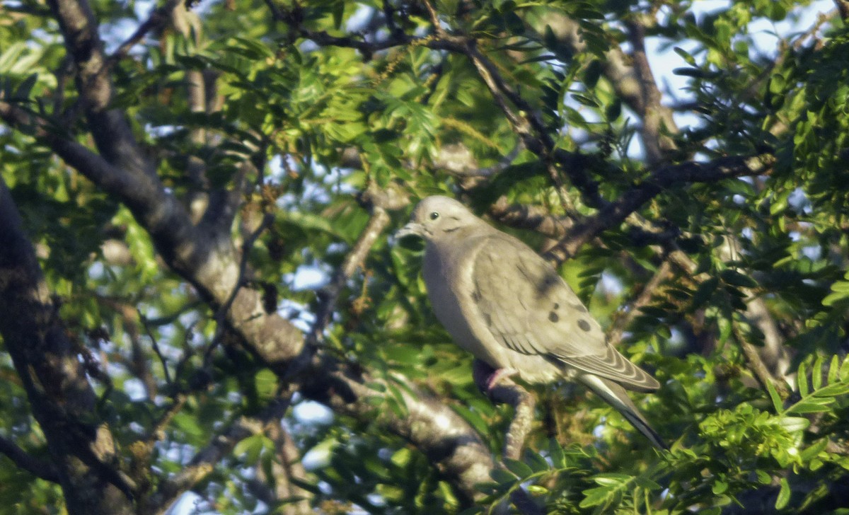 Eared Dove - Rafael Brunetto