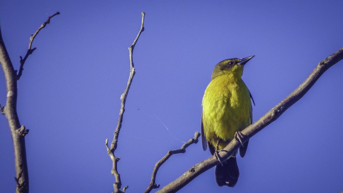 Unicolored Blackbird - ML77849991