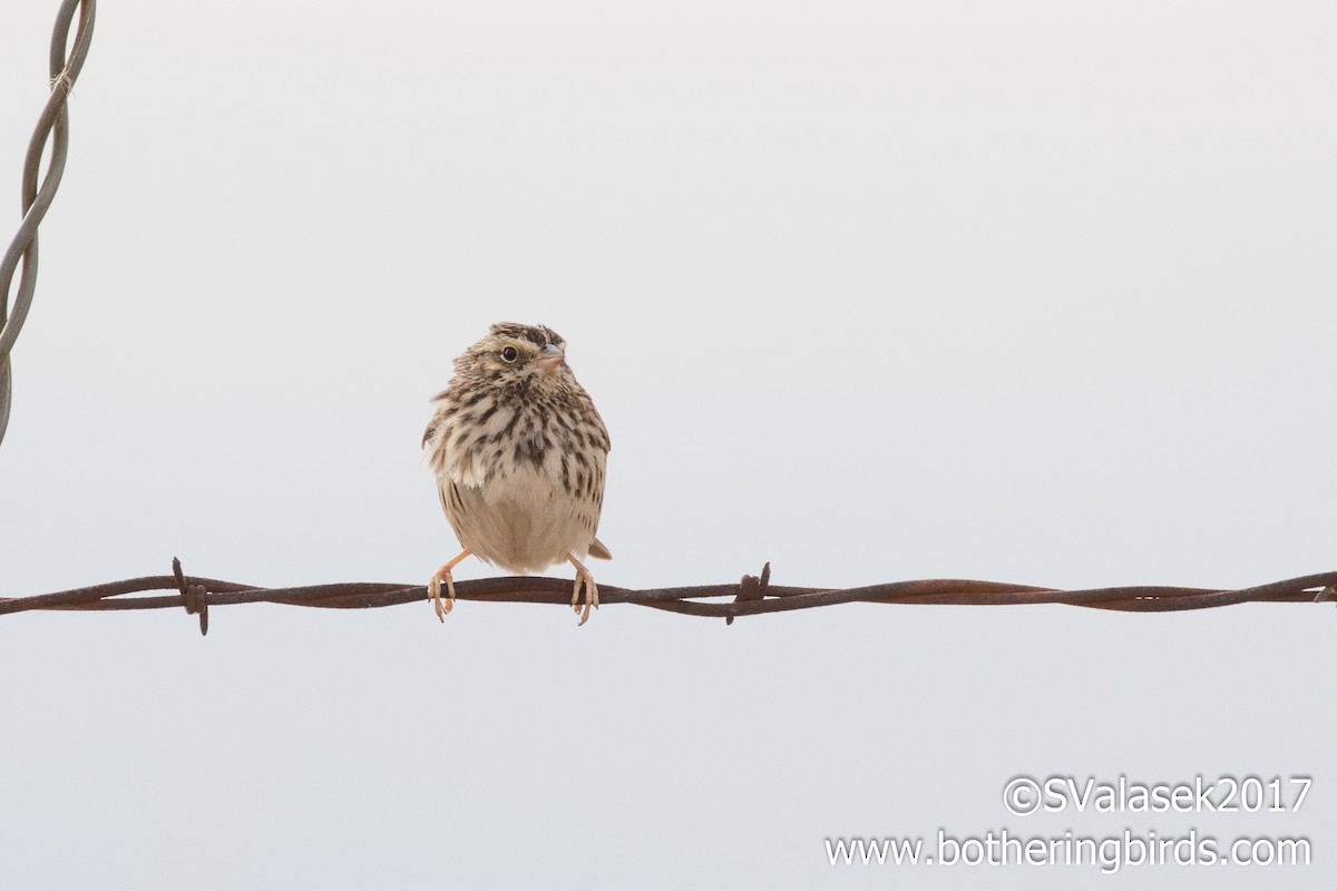 Savannah Sparrow - ML77850341