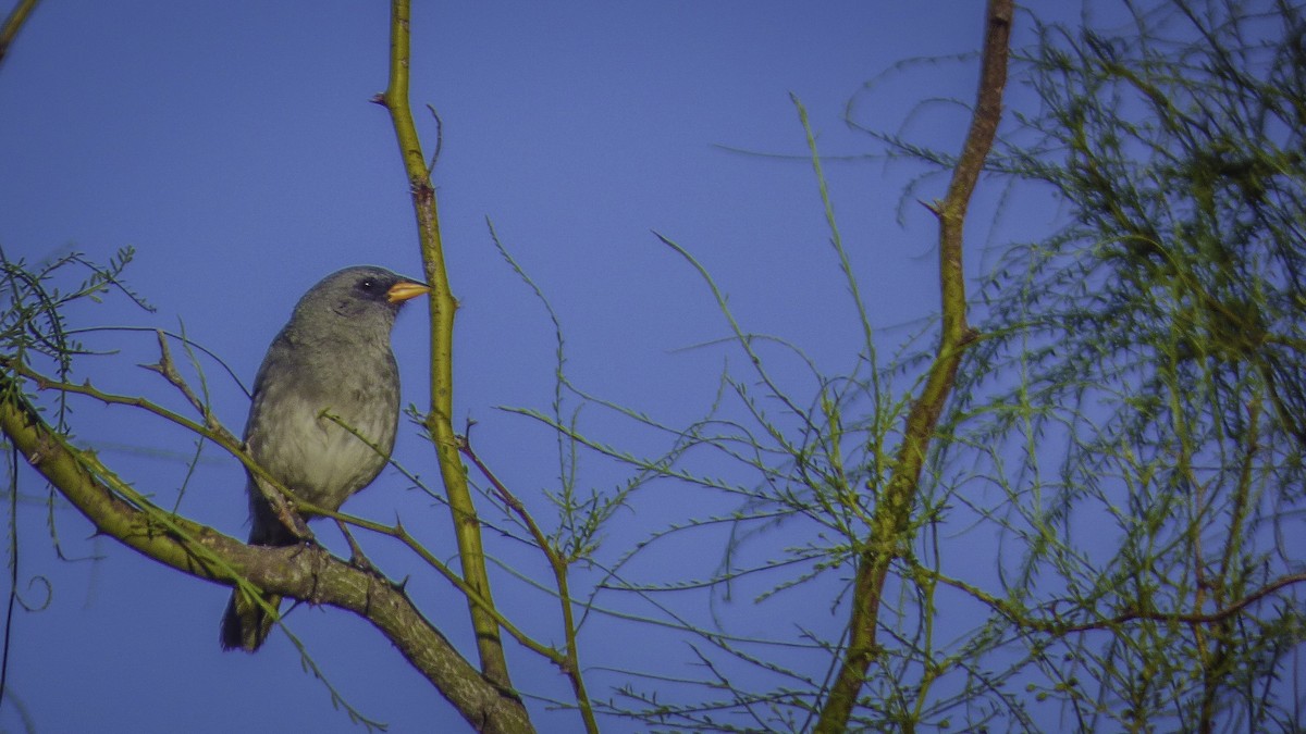 Great Pampa-Finch - ML77850411