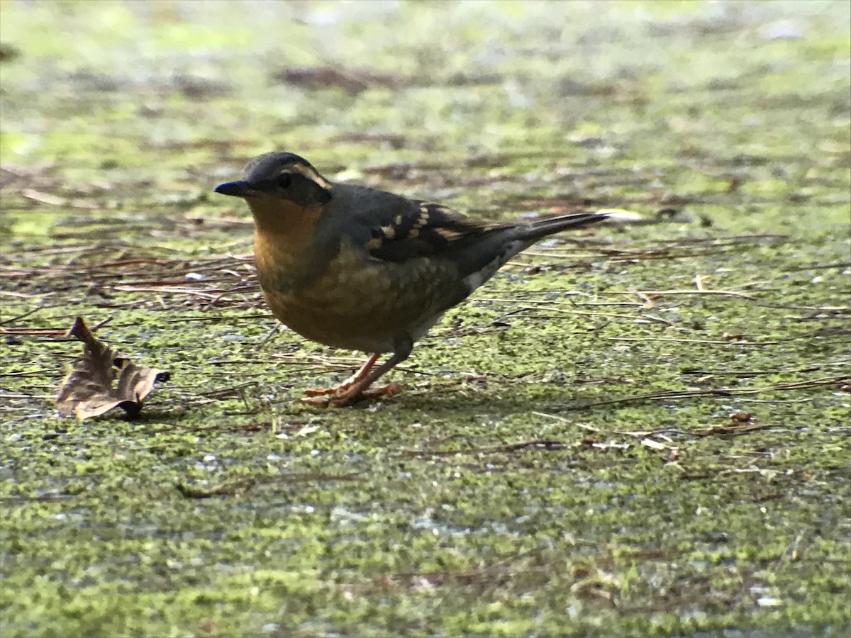 Varied Thrush - ML77851481