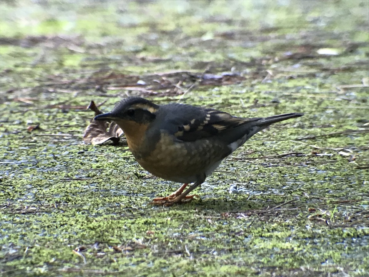 Varied Thrush - Rob Fowler