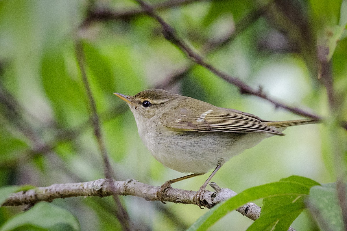 Two-barred Warbler - John Clough