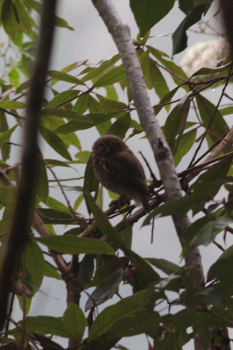 Jungle Owlet - ML77855201