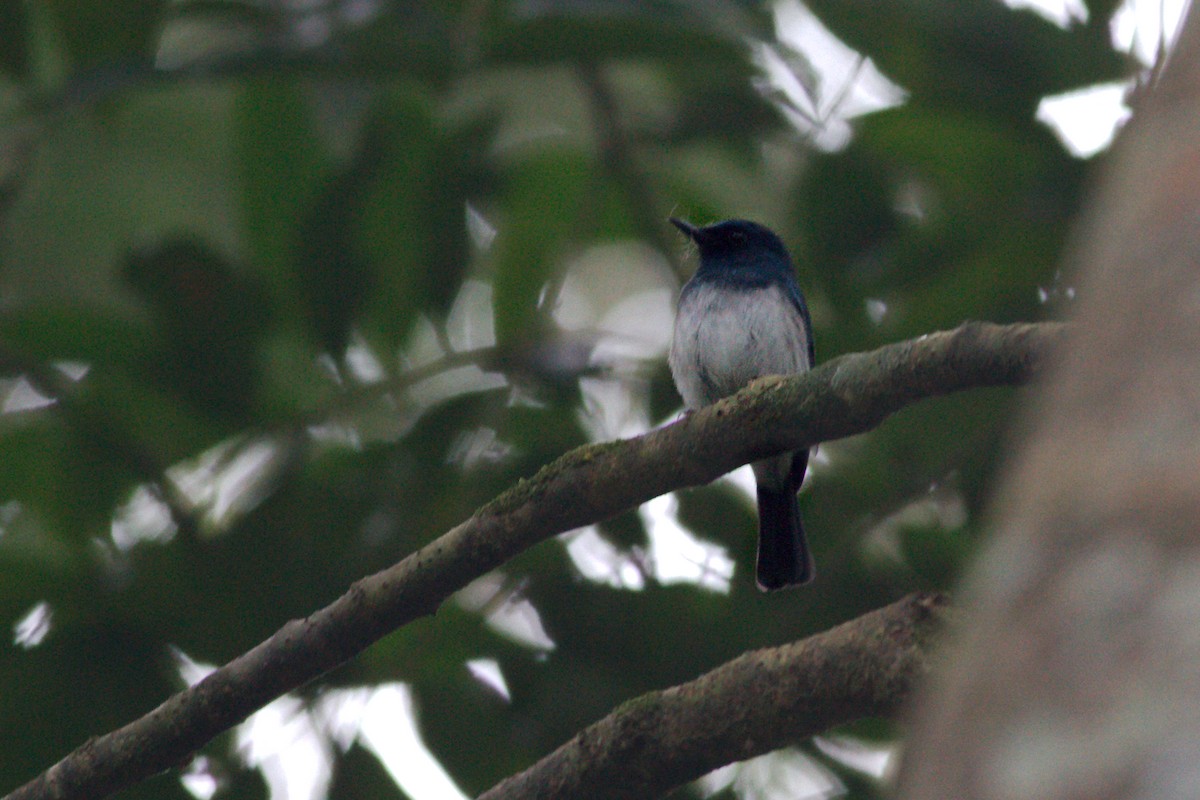 White-bellied Blue Flycatcher - ML77855211