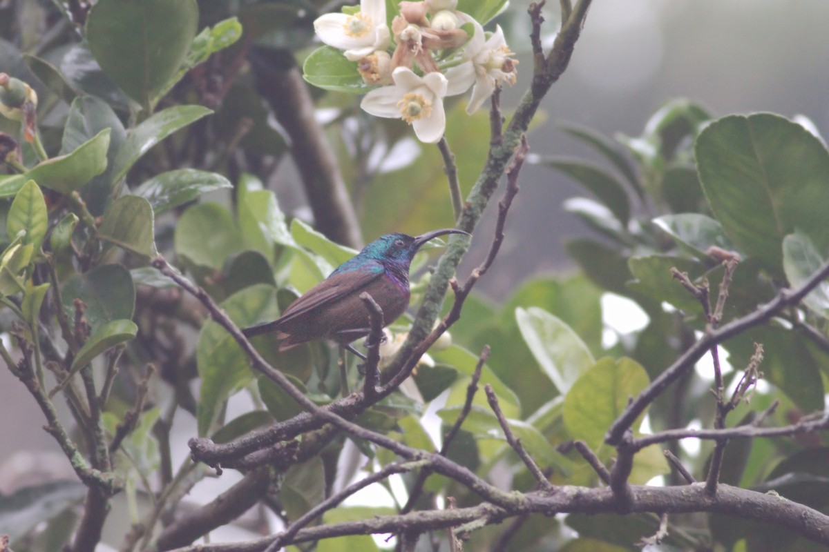 Loten's Sunbird - ML77855251