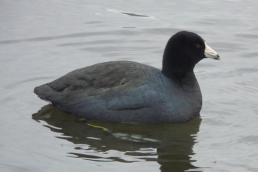 American Coot - ML77855501