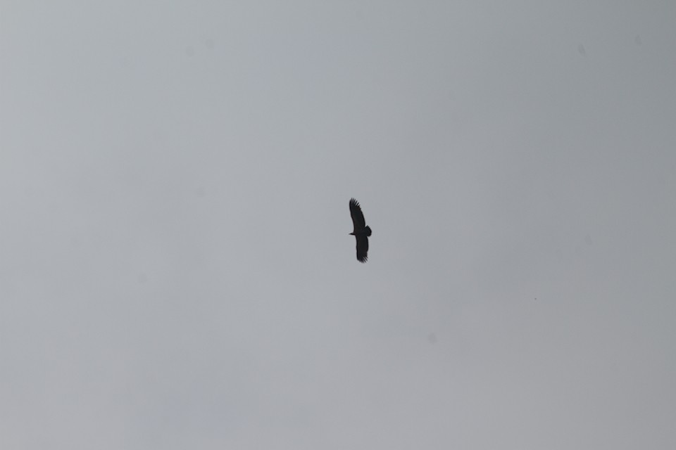 White-rumped Vulture - ML77856041