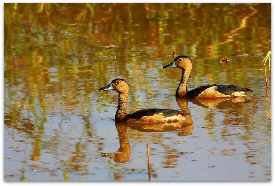 husička malá - ML77856851