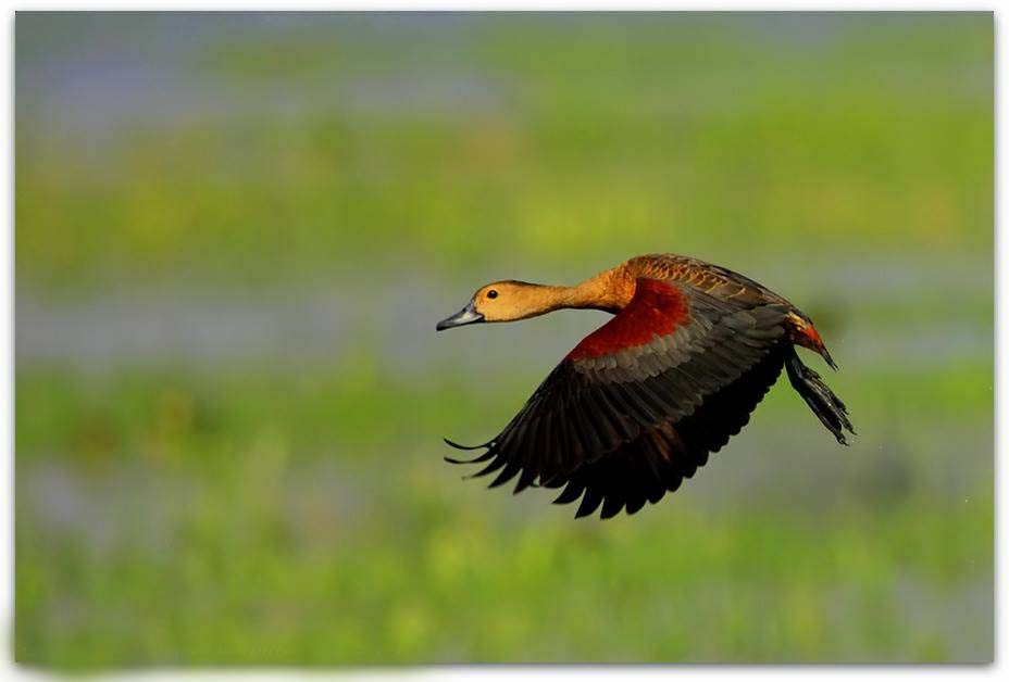 Lesser Whistling-Duck - Aparna Purushothaman