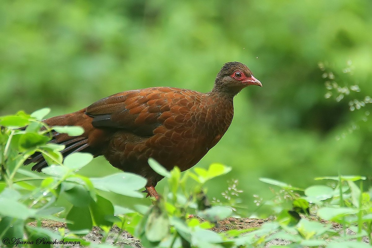 kur rezavý - ML77857091