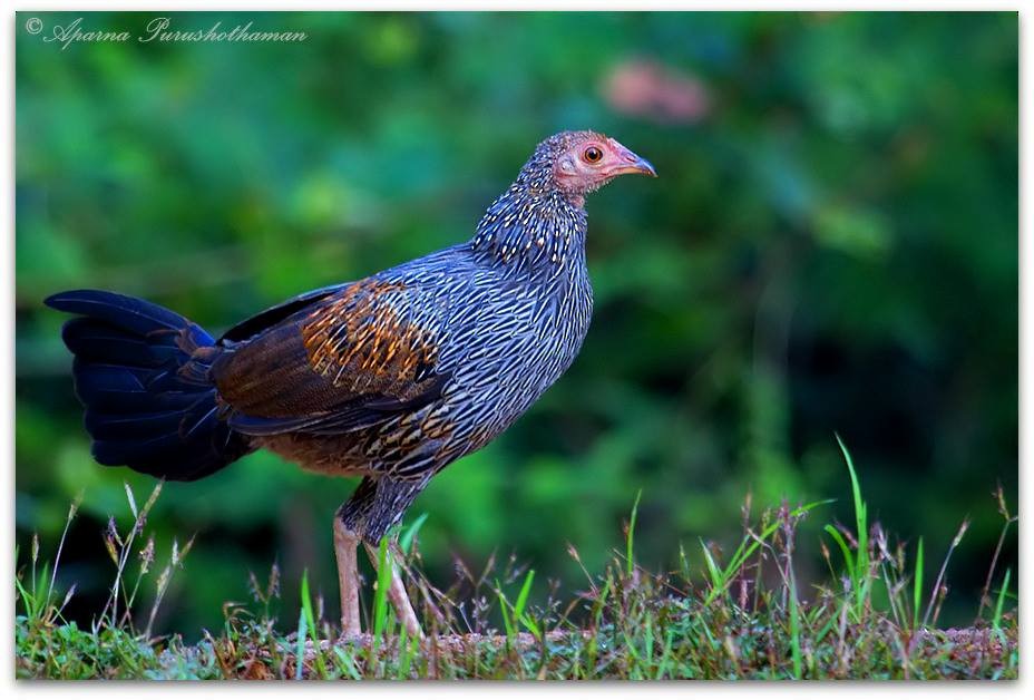 Gray Junglefowl - ML77857121