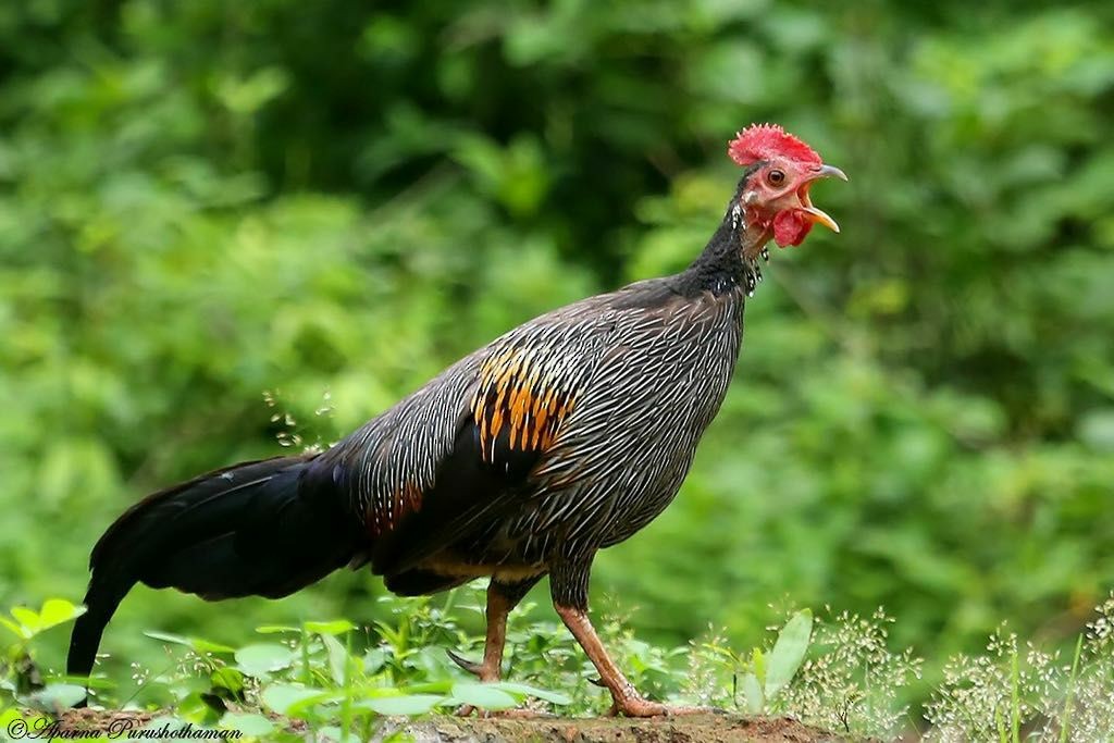 kur kropenatý - ML77857131