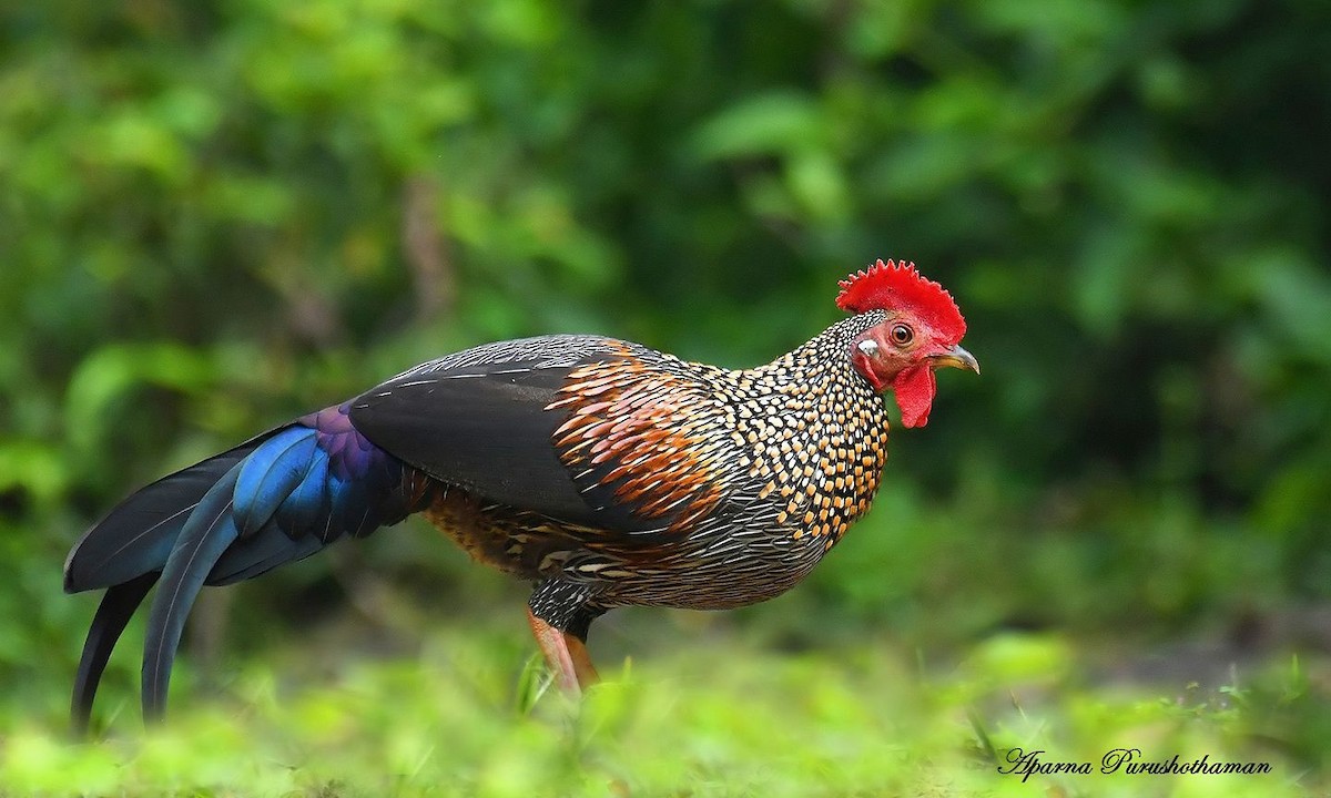 kur kropenatý - ML77857141