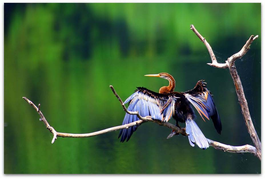 anhinga indomalajská - ML77857261