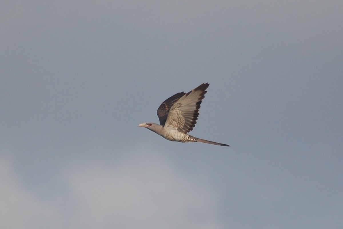 Channel-billed Cuckoo - ML77857281