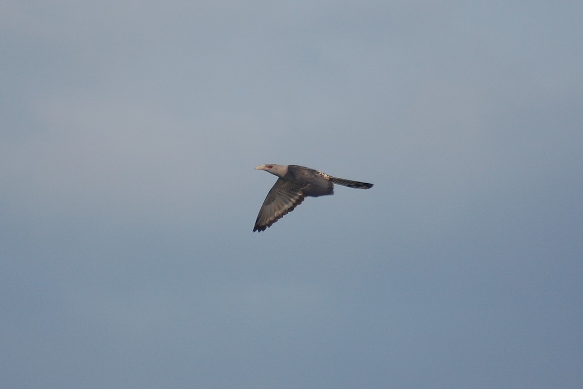 Channel-billed Cuckoo - ML77857291