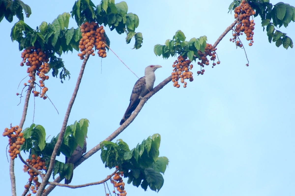 Channel-billed Cuckoo - ML77857301