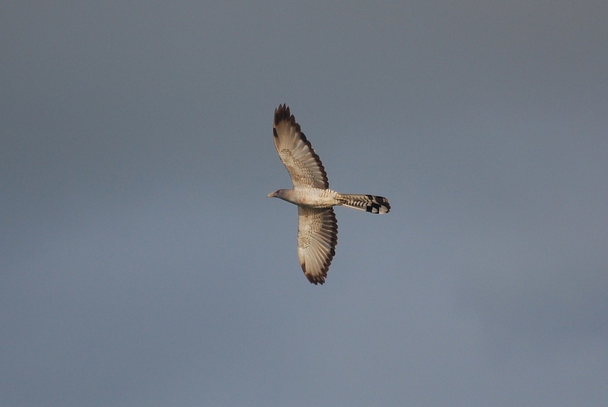 Channel-billed Cuckoo - ML77857311