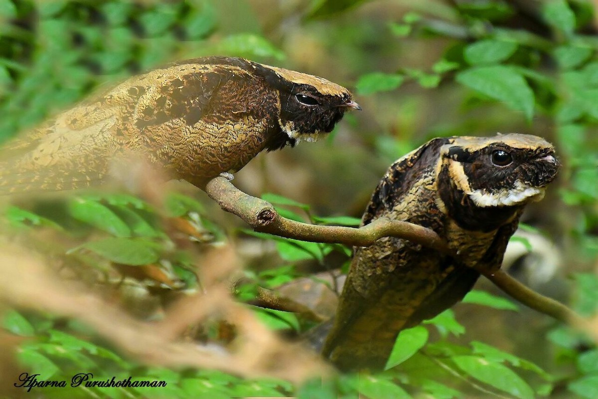 lelek ušatý - ML77857331